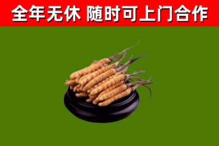 路南烟酒回收冬虫夏草.jpg
